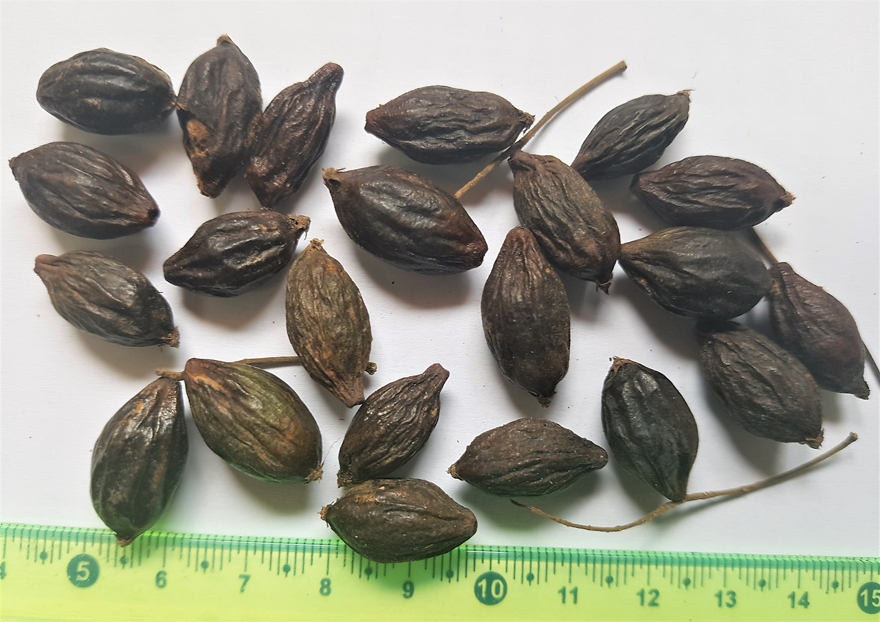 4.땅에 떨어져 마른 열매, 20181123_142116 (2).jpg