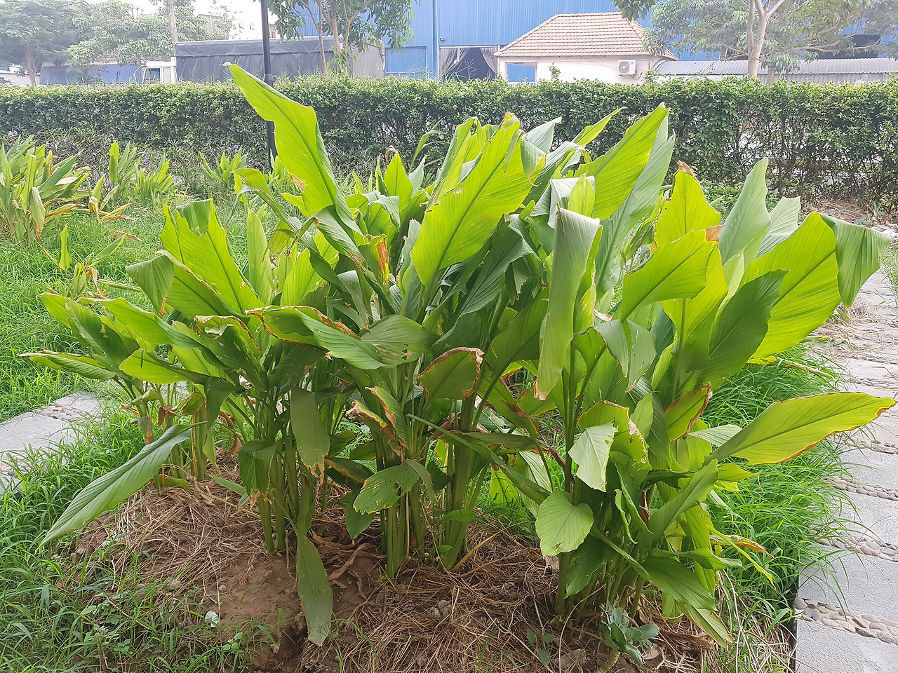 2. 성장이 끝난 모습, 20190123_155934.jpg