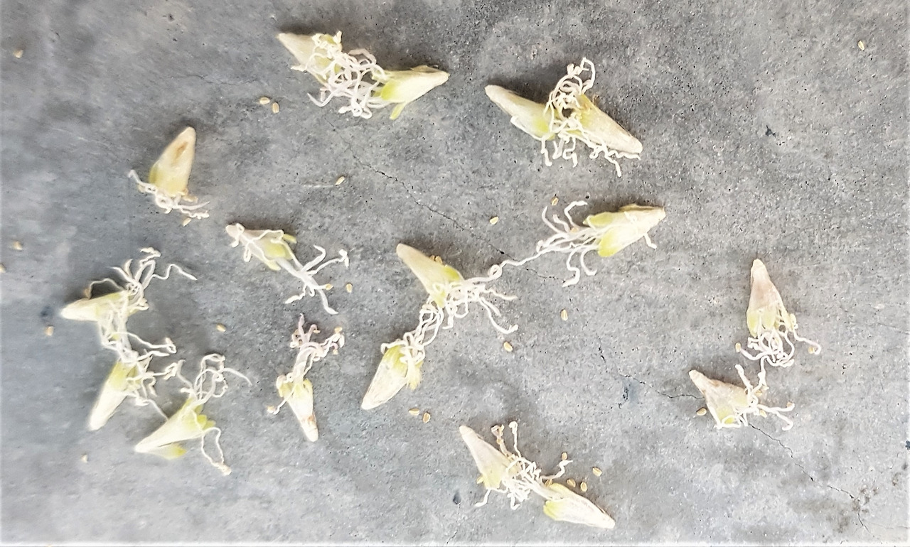 4.미모사피그라 꽃.jpg