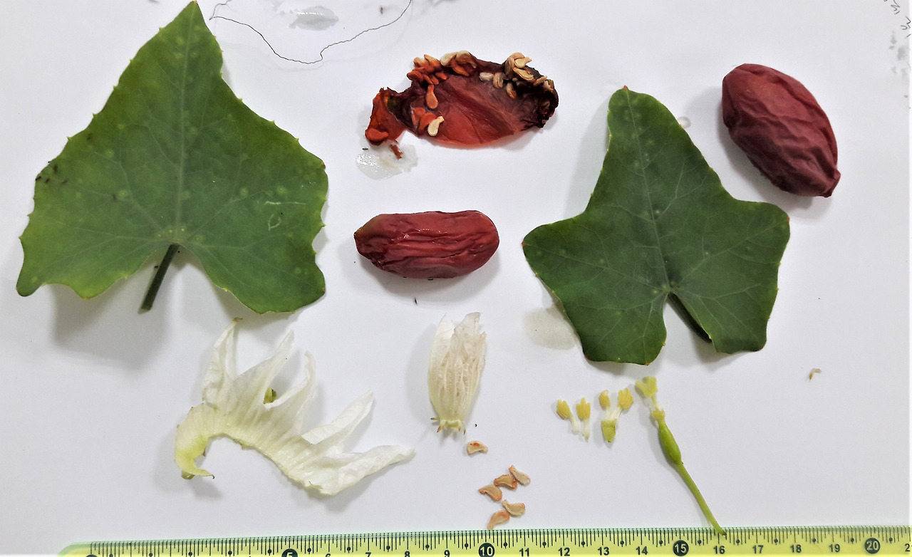 12. 잎, 꽃, 열매, 씨.jpg