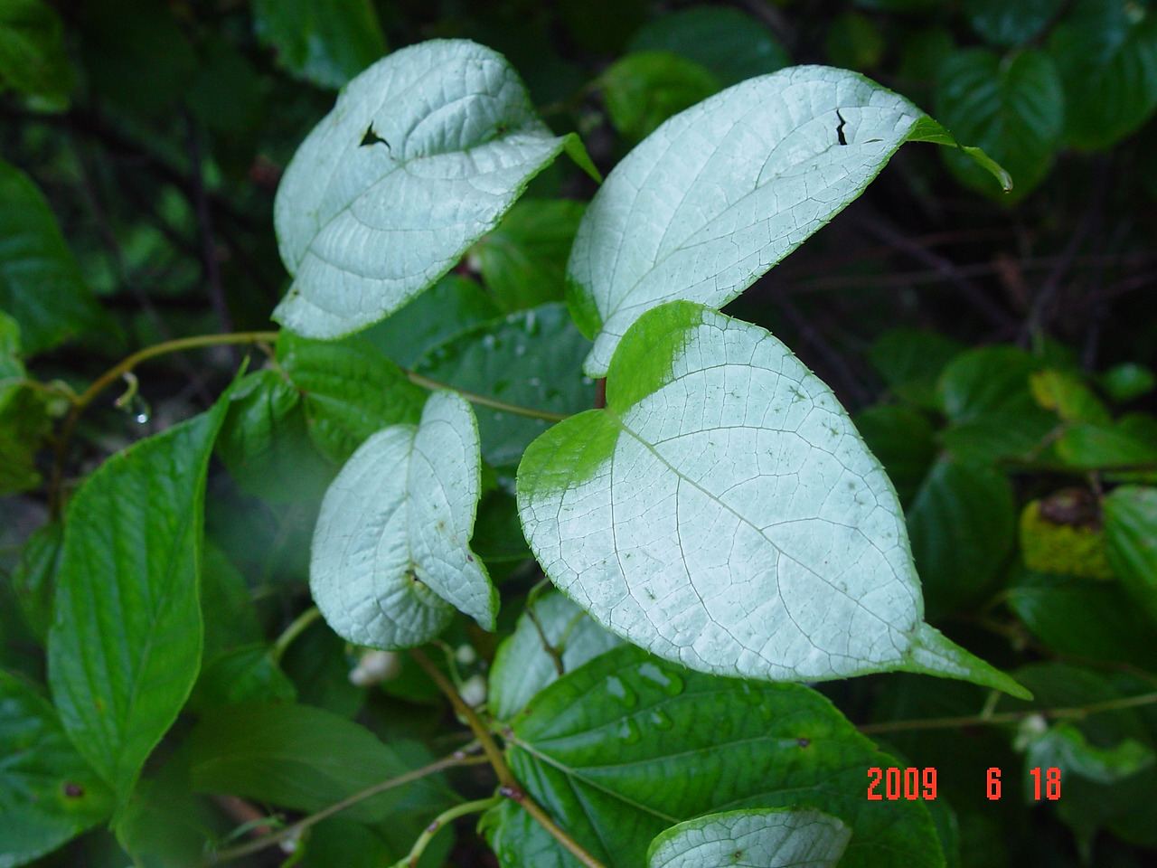3. 개다래 하얀 잎, 국립수목원 2009.06.18)..jpg