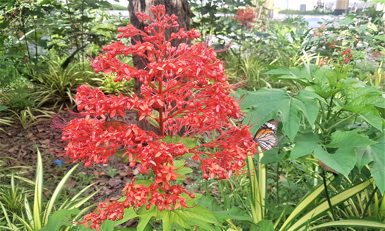 2.꽃과 나비, 20190708_081835 (2).jpg