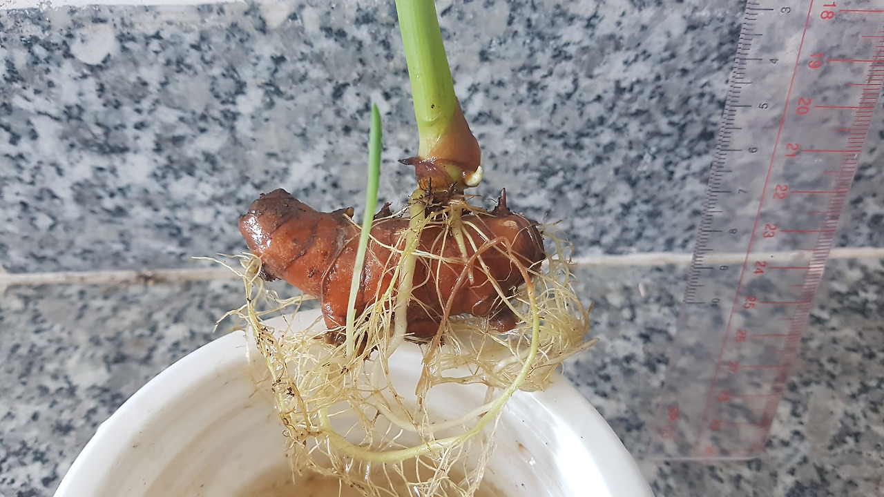 1. 본뿌리에서 나온 줄기와 실뿌리, 그리고 새뿌리에서 나온 새 순..jpg