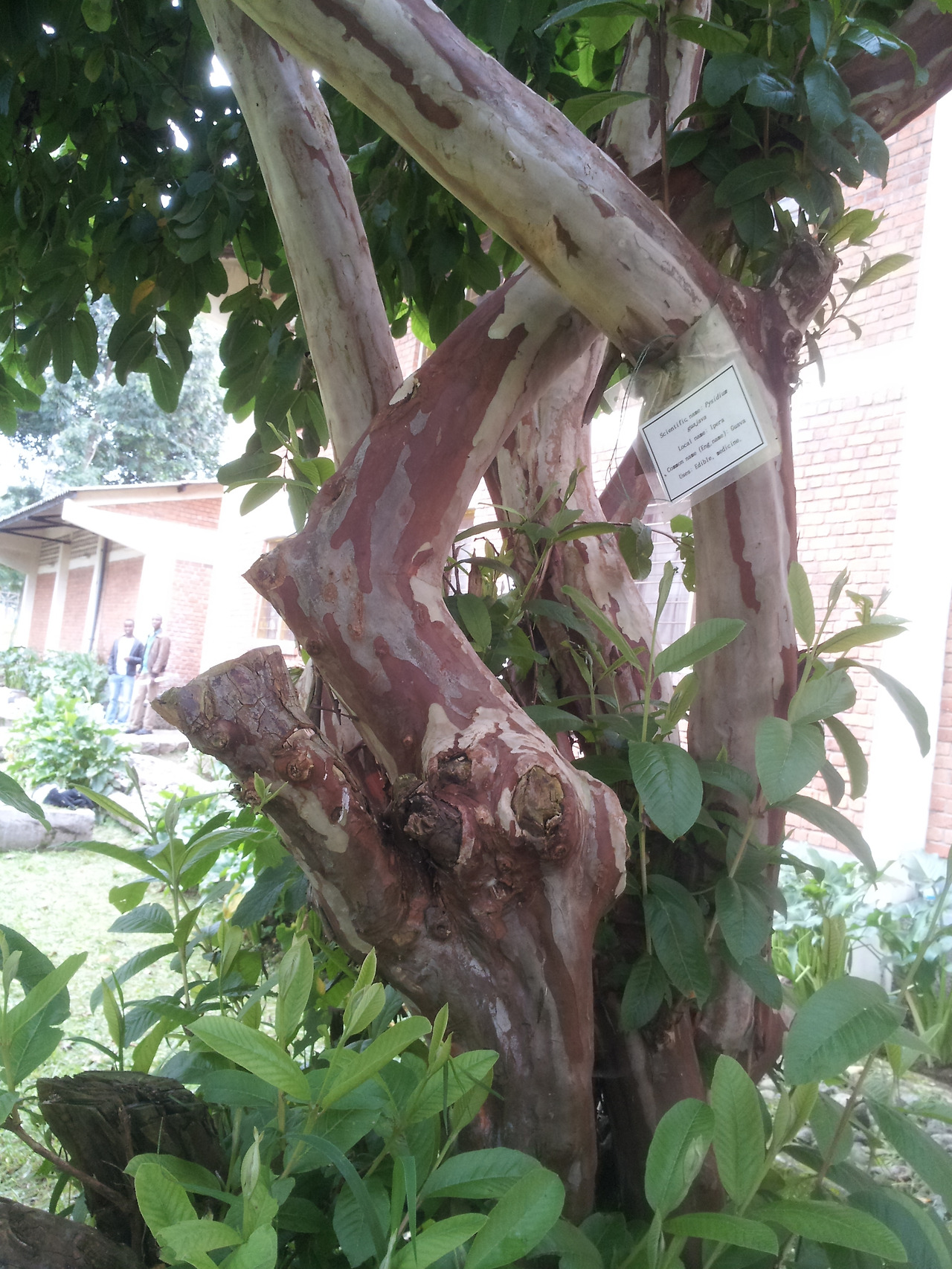 1.구아바나무 몸통, 르완다.20140515_085702.jpg