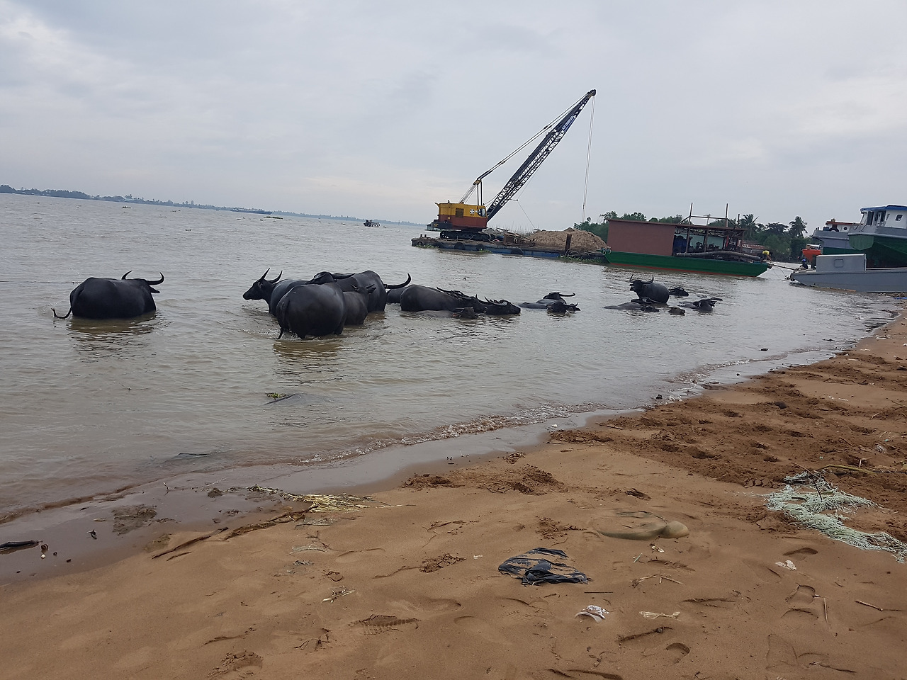 3. 메콩데서 수영을 즐기는 물소 떼, 20181125_162734.jpg