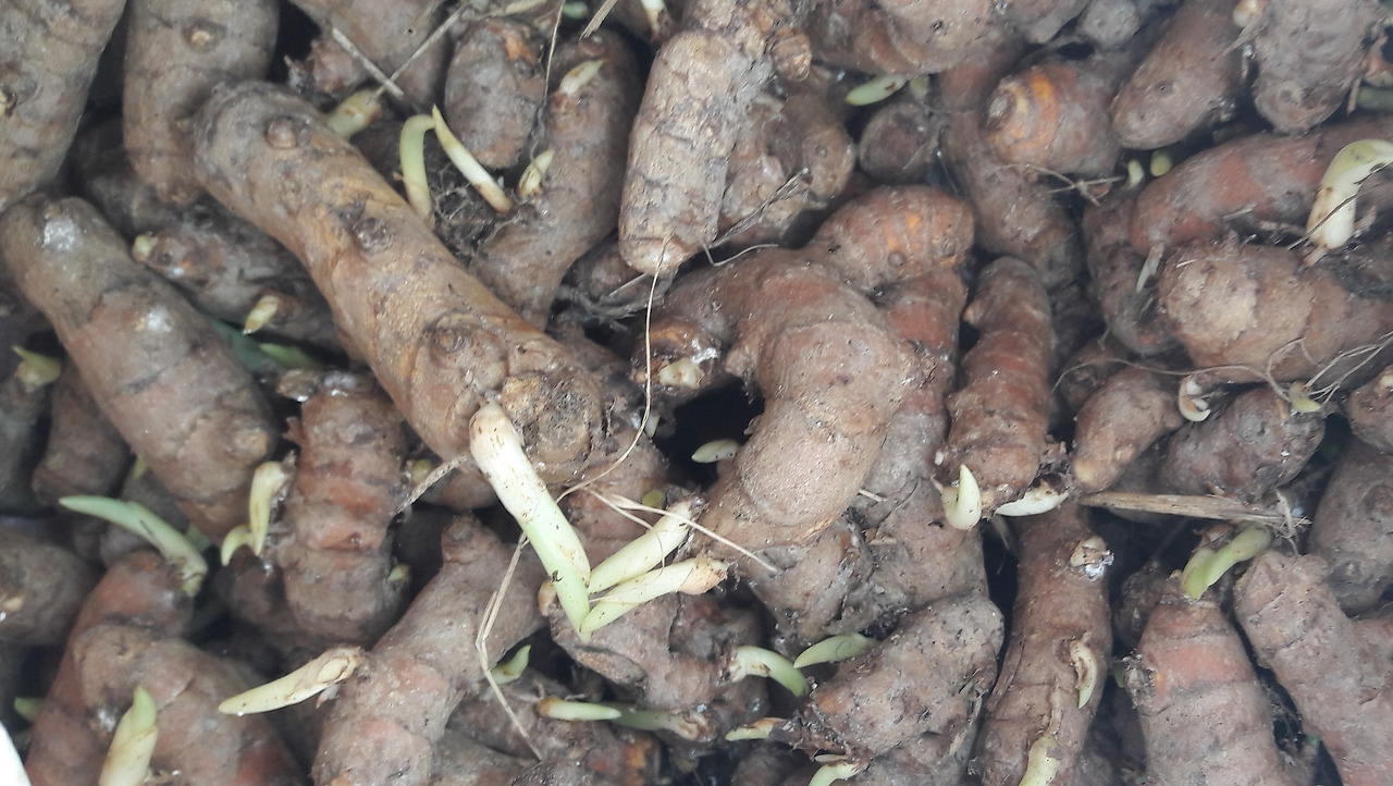 2. 파종용 강황 뿌리(땅속줄기).jpg
