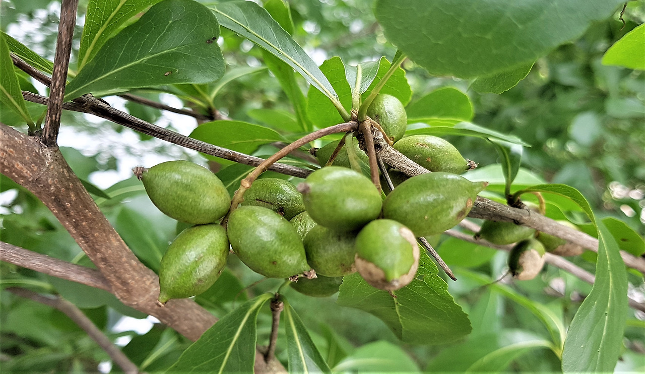 3.나무에 달린 익은 열매, 20190610_131343 (2).jpg