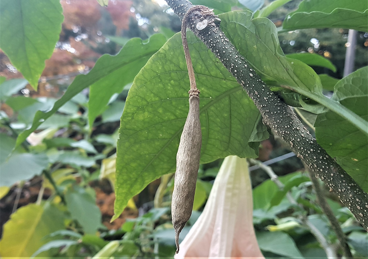 4. 익은 열매, 대모산 불국사,.jpg