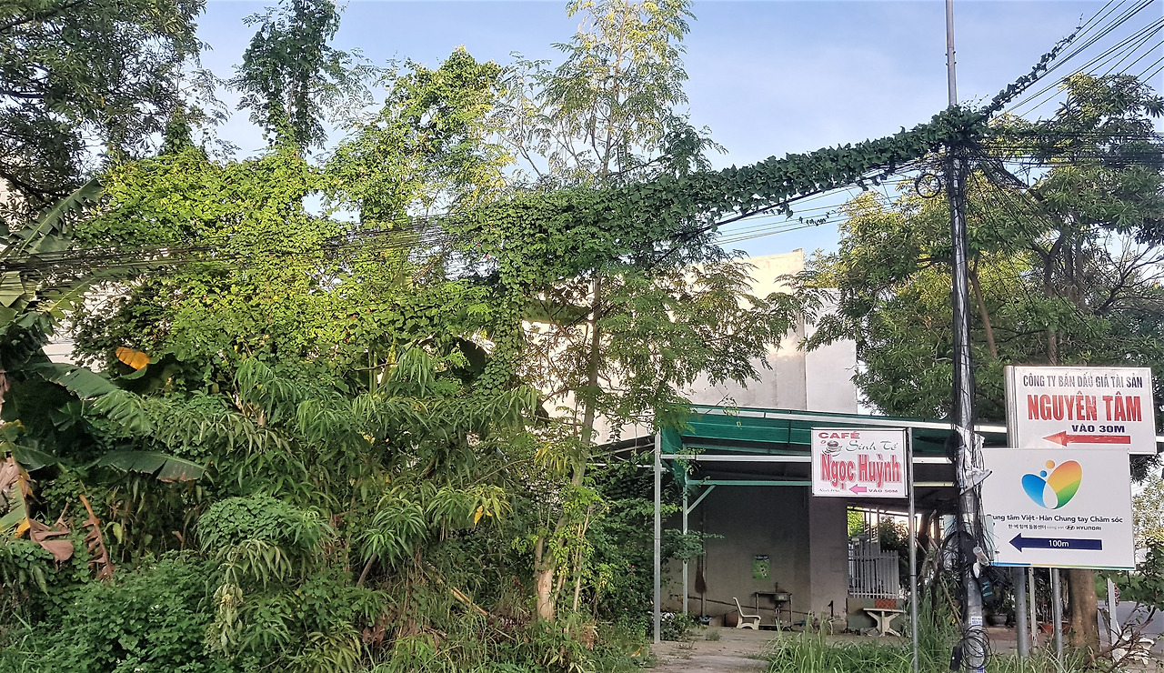 1. 전신주와 전선을 감고 무성하게 자라는 담쟁이주홍박.jpg