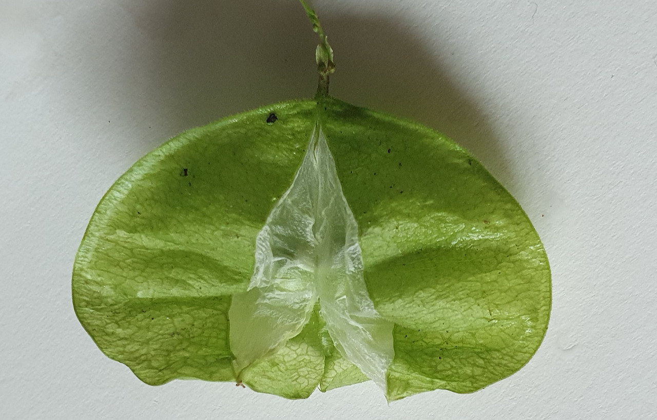 f.열매의 3개 방의 문풍지(양파 속껍질)같은 얇은 막,20250926_091230.jpg