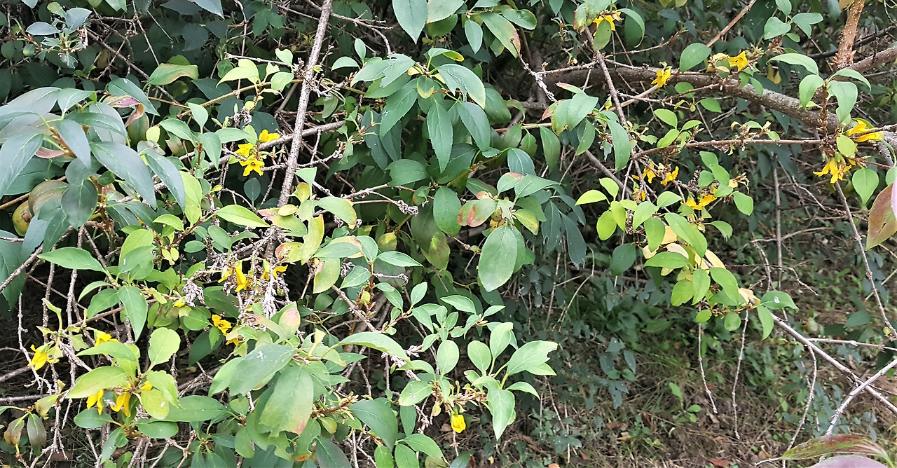 한강의 개나리꽃, 20201004_173125.jpg