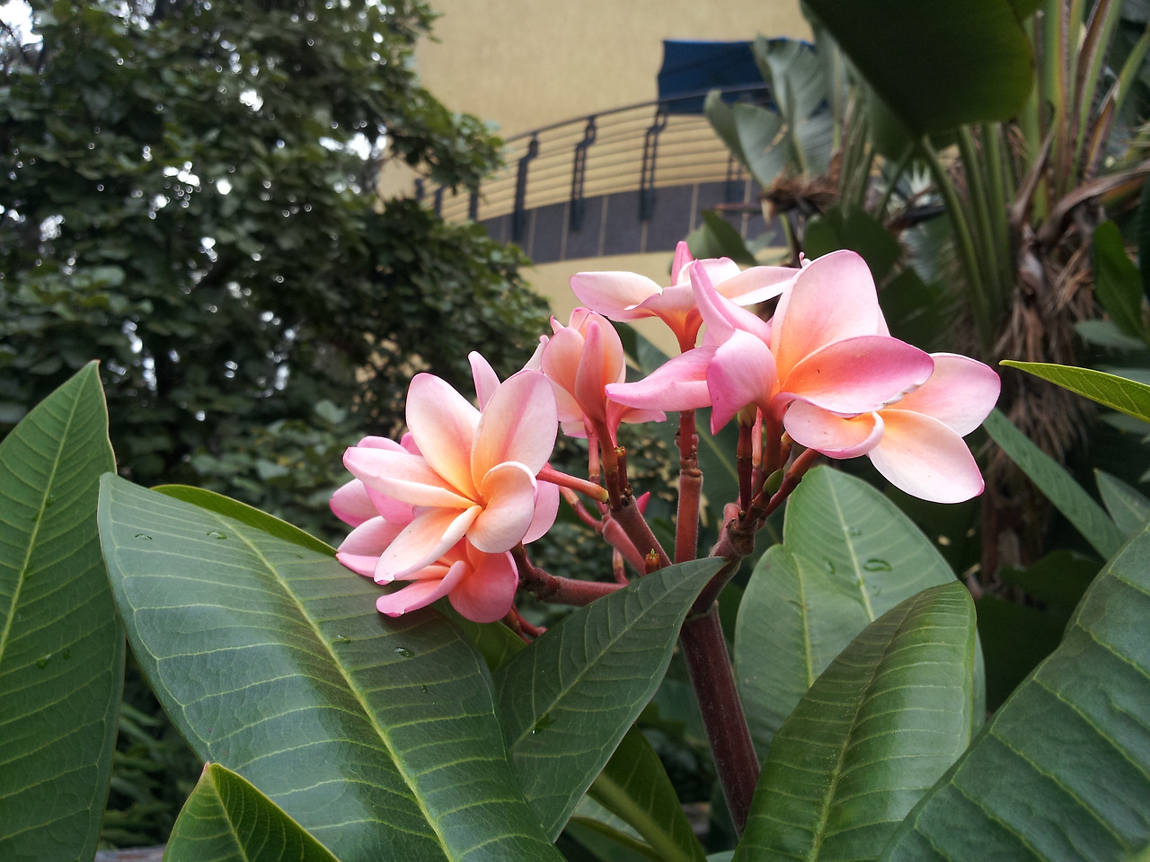 르완다 세레네 호텔20131108_073420 (2).jpg