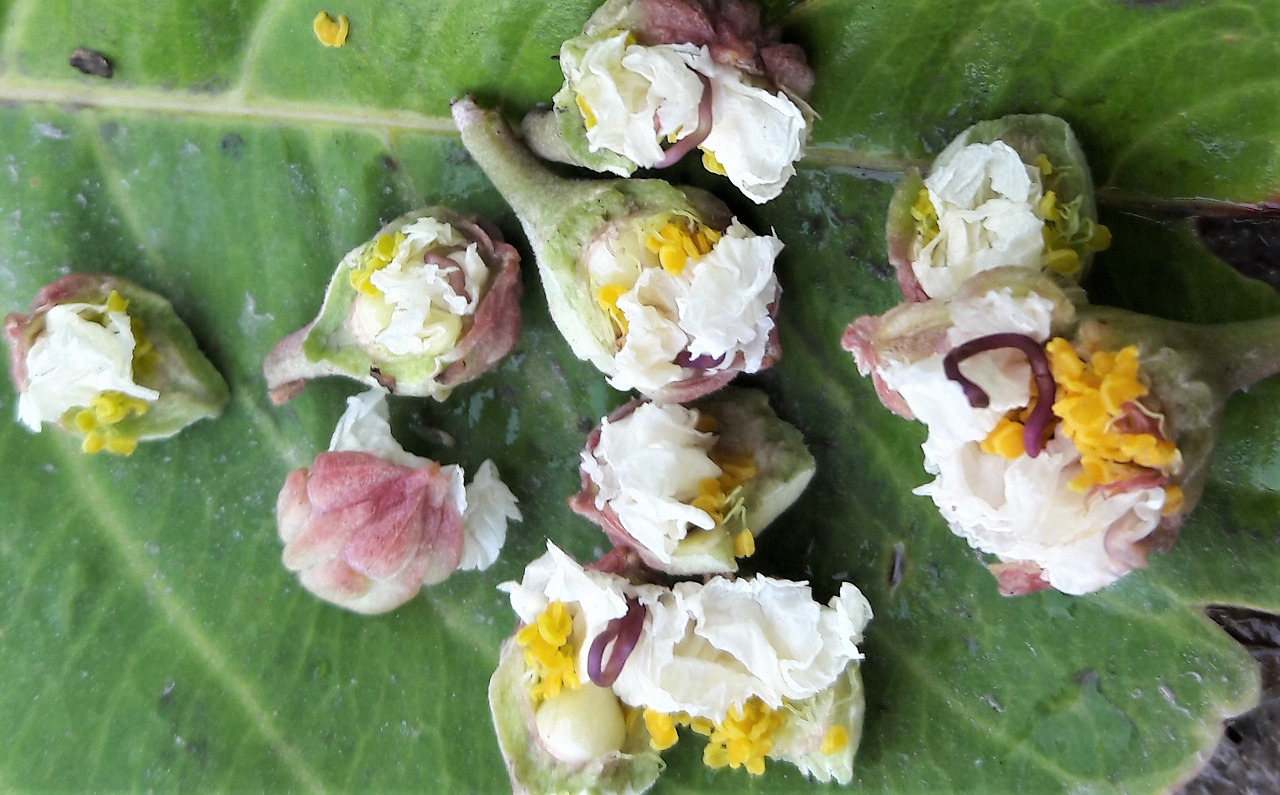 2. 여왕배롱나무 꽃봉오리 안의 꽃잎, 꽃술.jpg