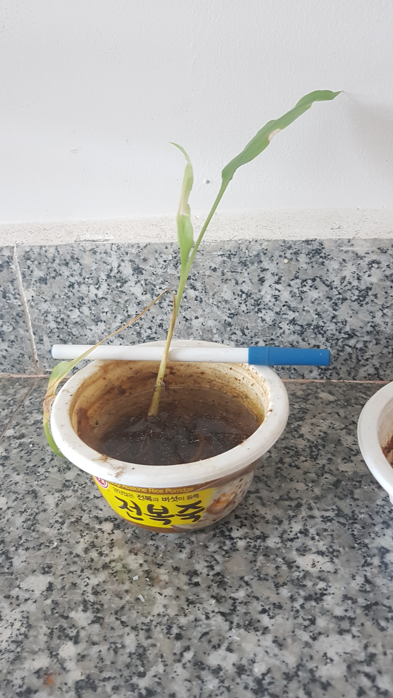 5. 새뿌리에서 나와 자라는 새 줄기와 잎 (2019.08.09.)_.jpg