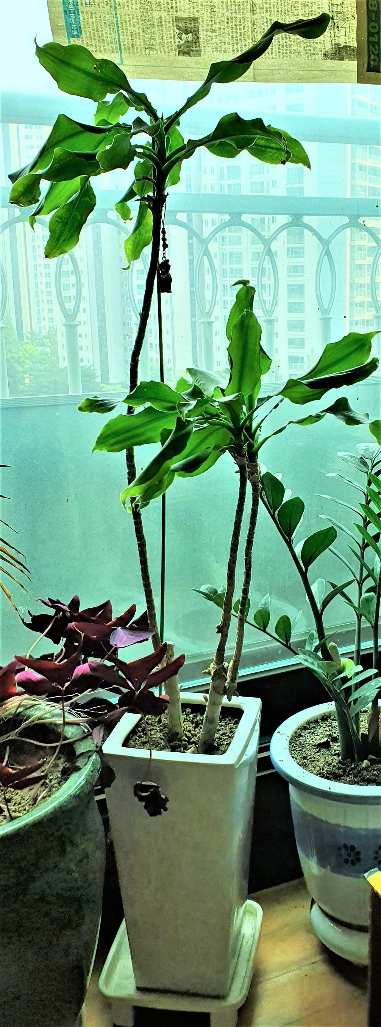 1.키가 큰 줄기를 끊기 전 행운목, 20220719_145219 (2).jpg