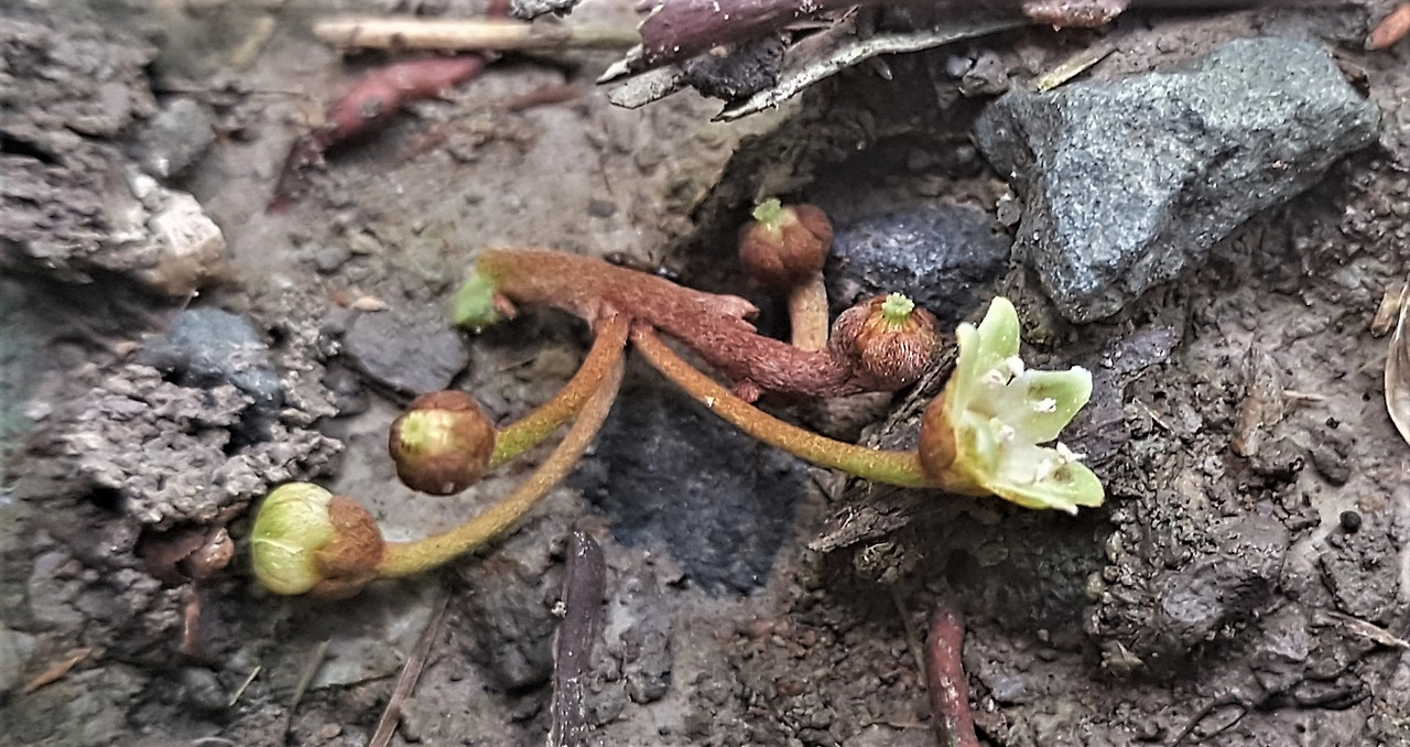 2.꽃, 20190727_100548 (2).jpg