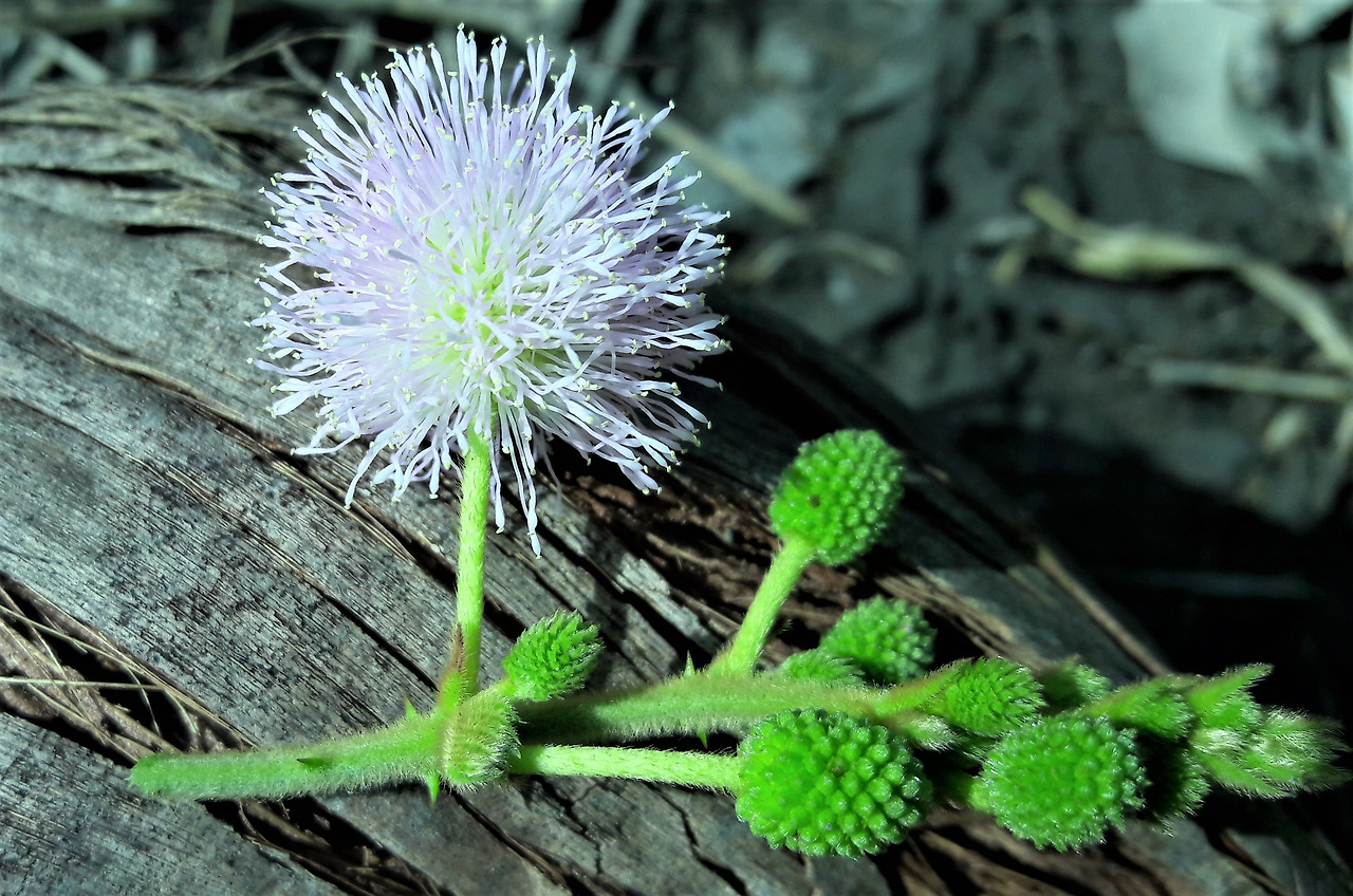 3.꽃송이와 꽃봉오리 클러스터.jpg