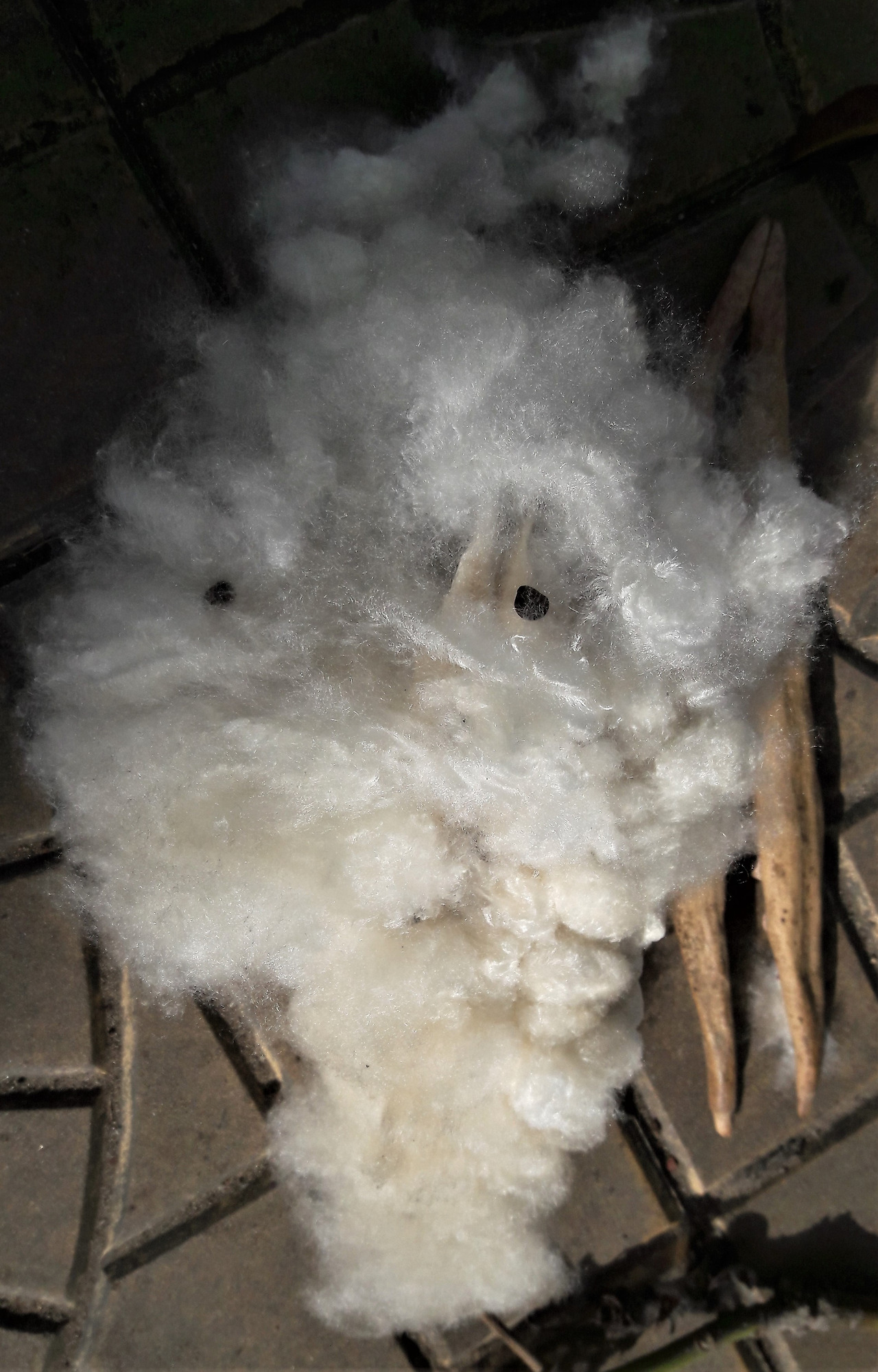 3.열매 안 섬유와 씨, 20180315_081433 (2).jpg