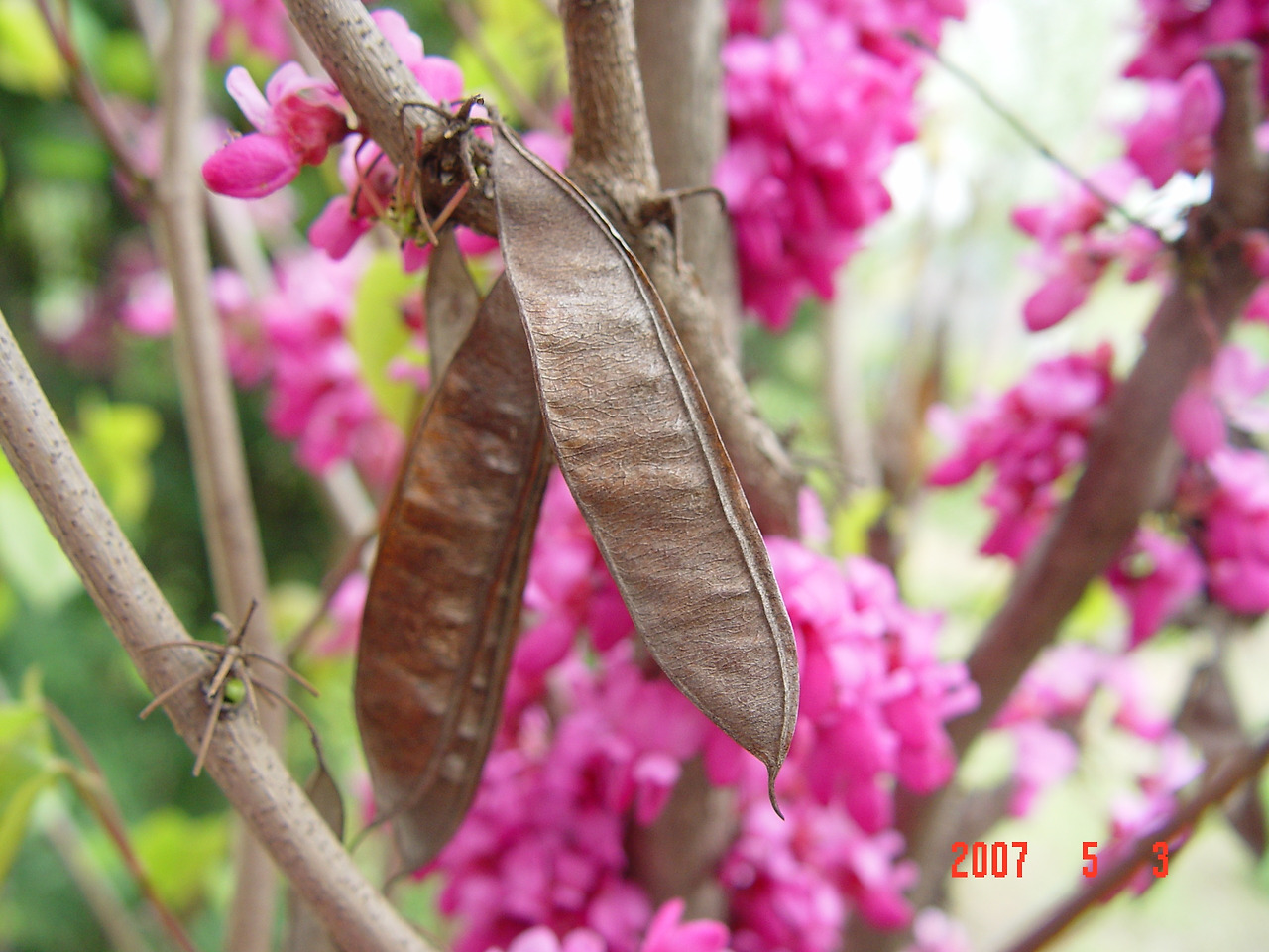 1.박태기나무 열매와 꽃.오산.09.jpg