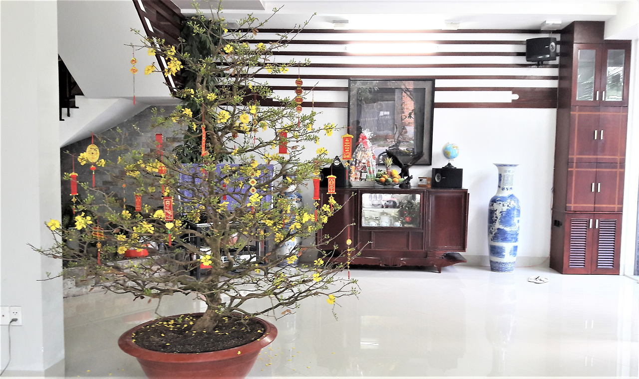 1.뗏 명절 즈음 베트남 껀터 가정 거실의 노란살구꽃, 20180213_.jpg