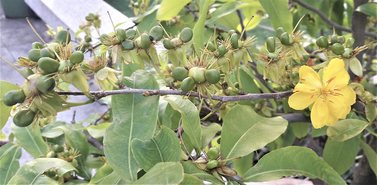 3-0. 덜 익은 열매.jpg