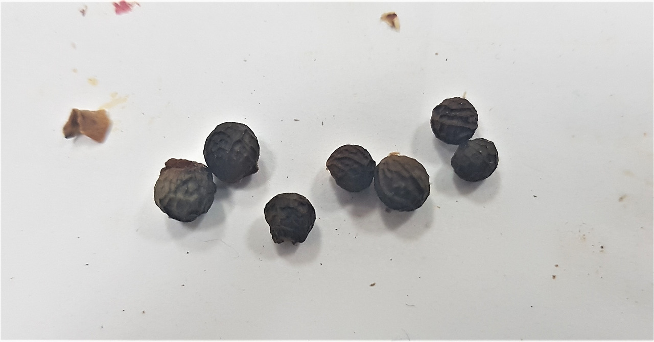 3.익어 마른 열매20190729_145015 (2).jpg