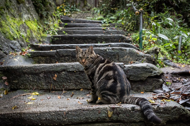 hiroshima-cat-alley-in-onomichi-161621.jpg