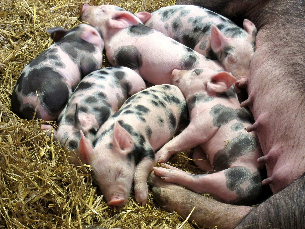 piglets-2736051_1920.jpg