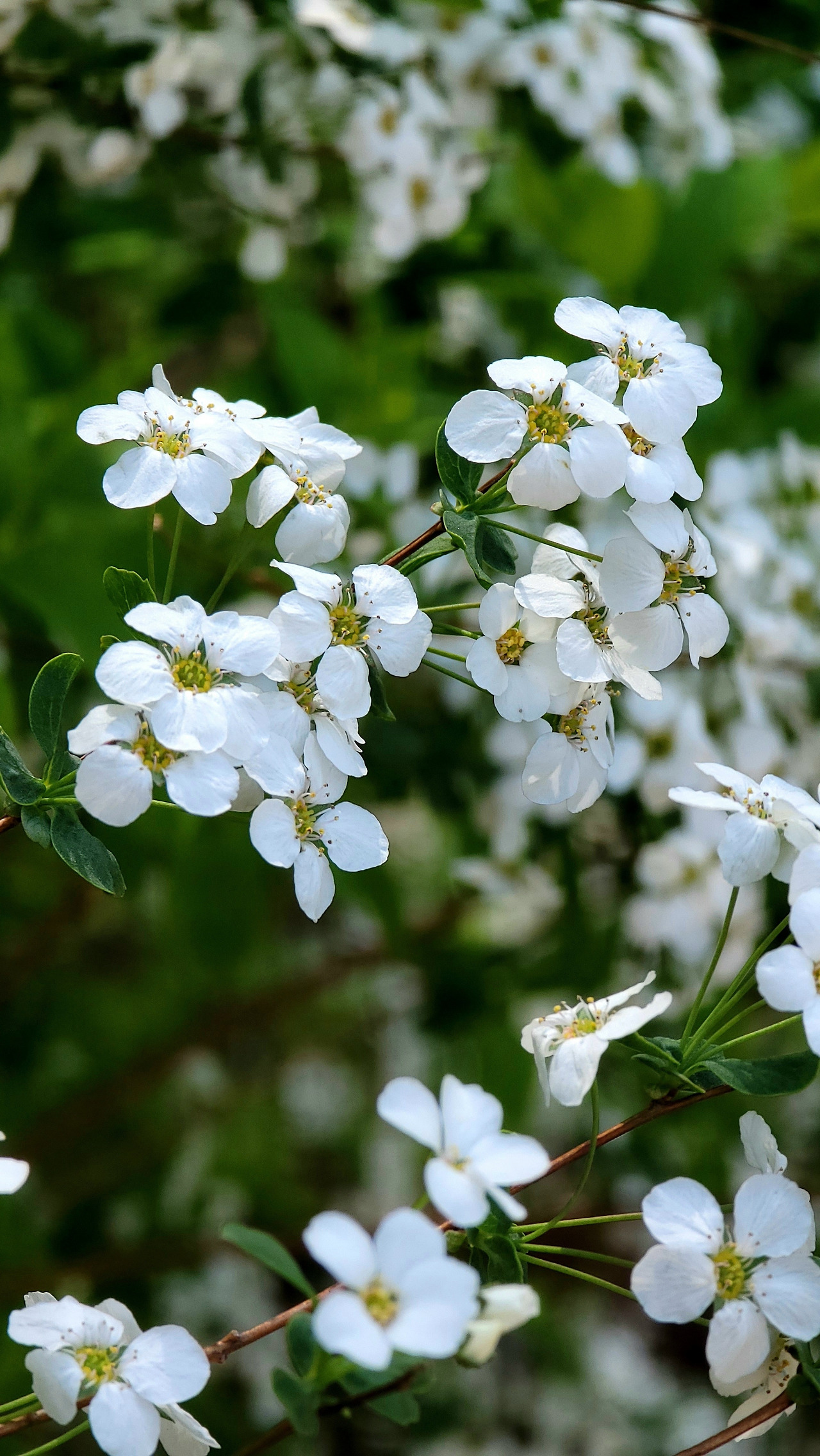 강남YMCA 등산클럽-서울둘레길 사진들~~��-50302912897.jpg