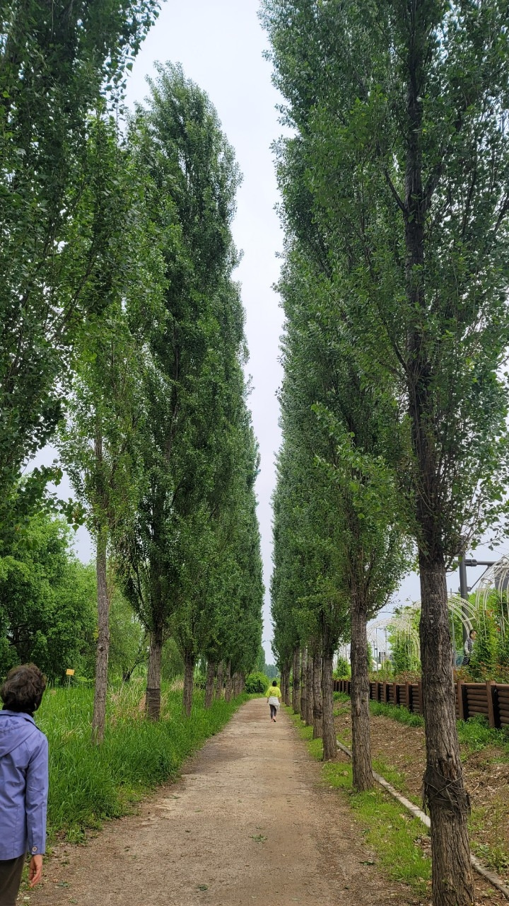 오호호호홍가족-강동ㅡ미사  강변걷기 20240507-51006027496.jpg