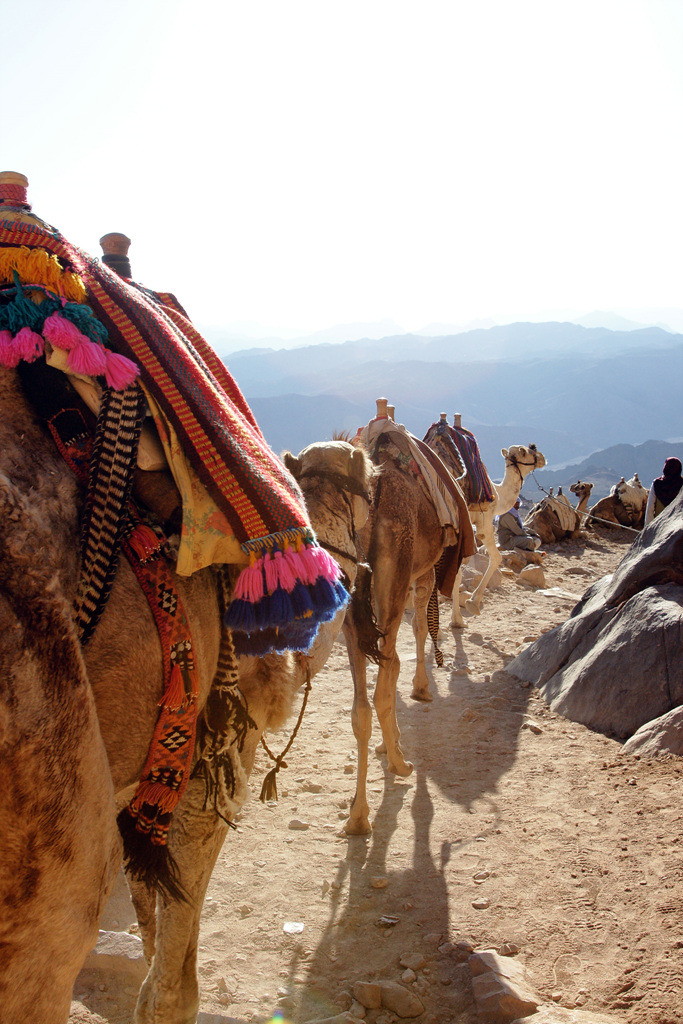 DSC03552 copy copy.jpg