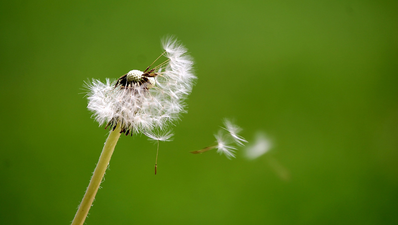 dandelion-4423196_1920.jpg