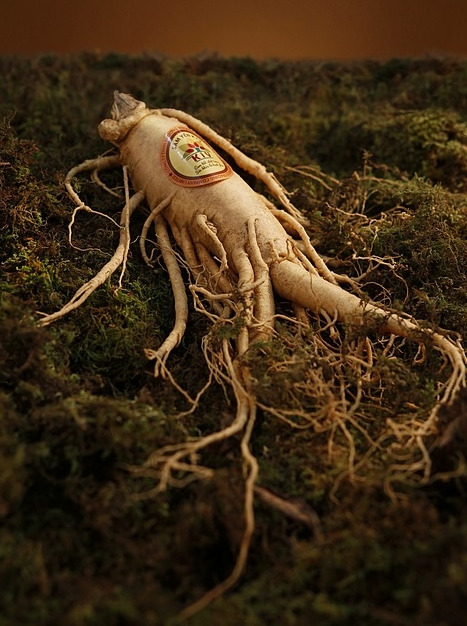 ginseng.jpg