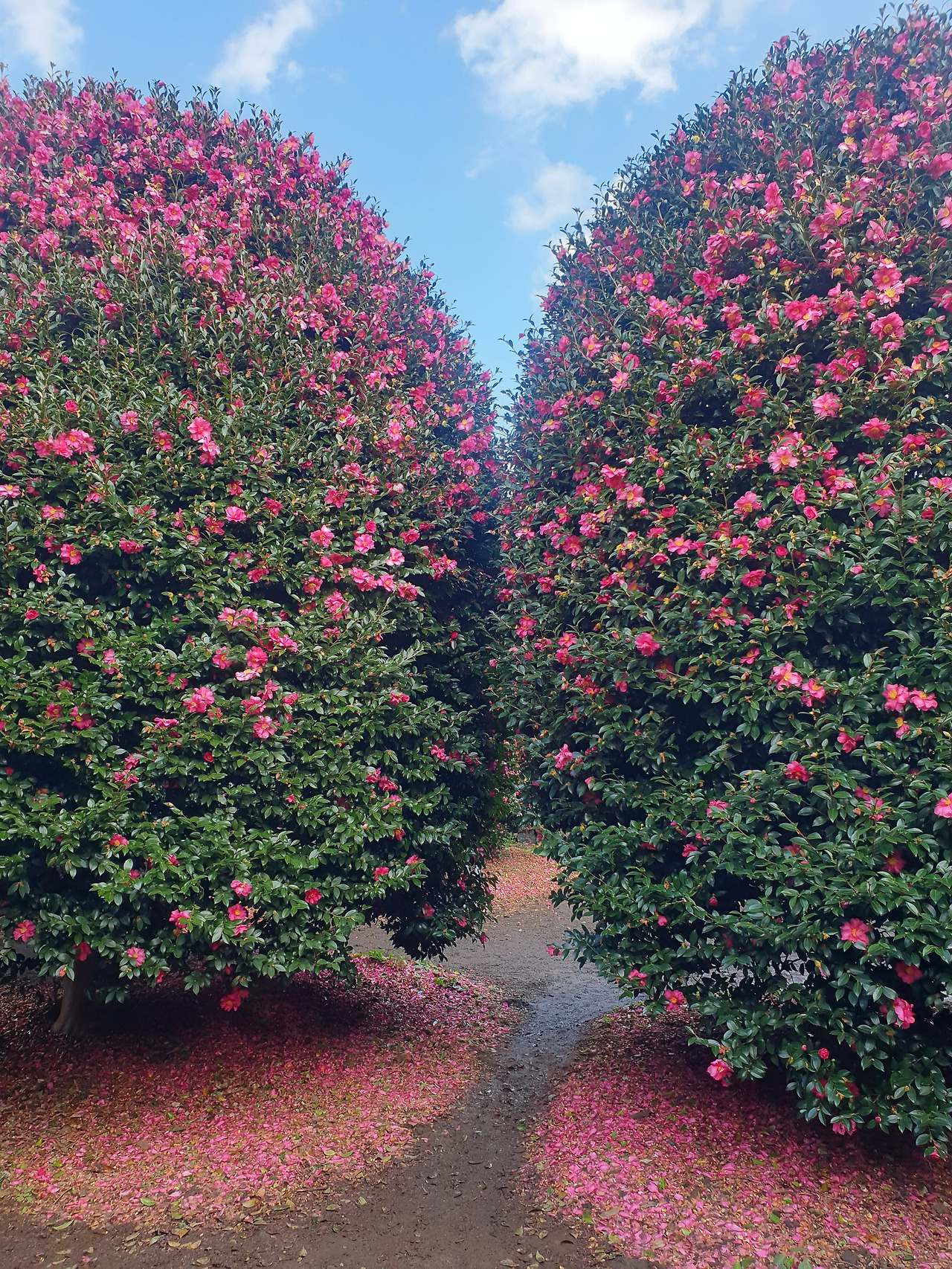 동백수목원 (8).jpg