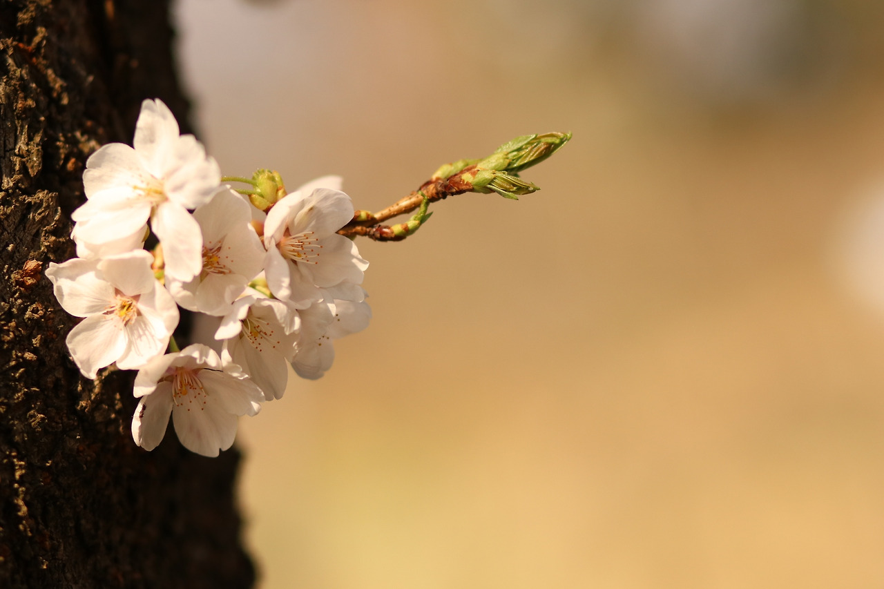 상단산성의 벚꽃.jpg