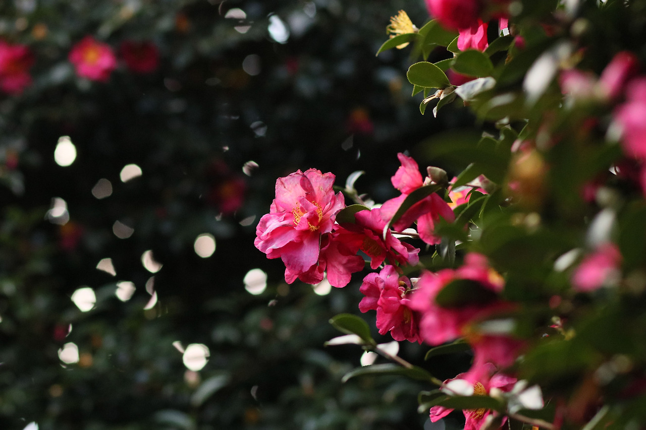 동백수목원 (5).jpg