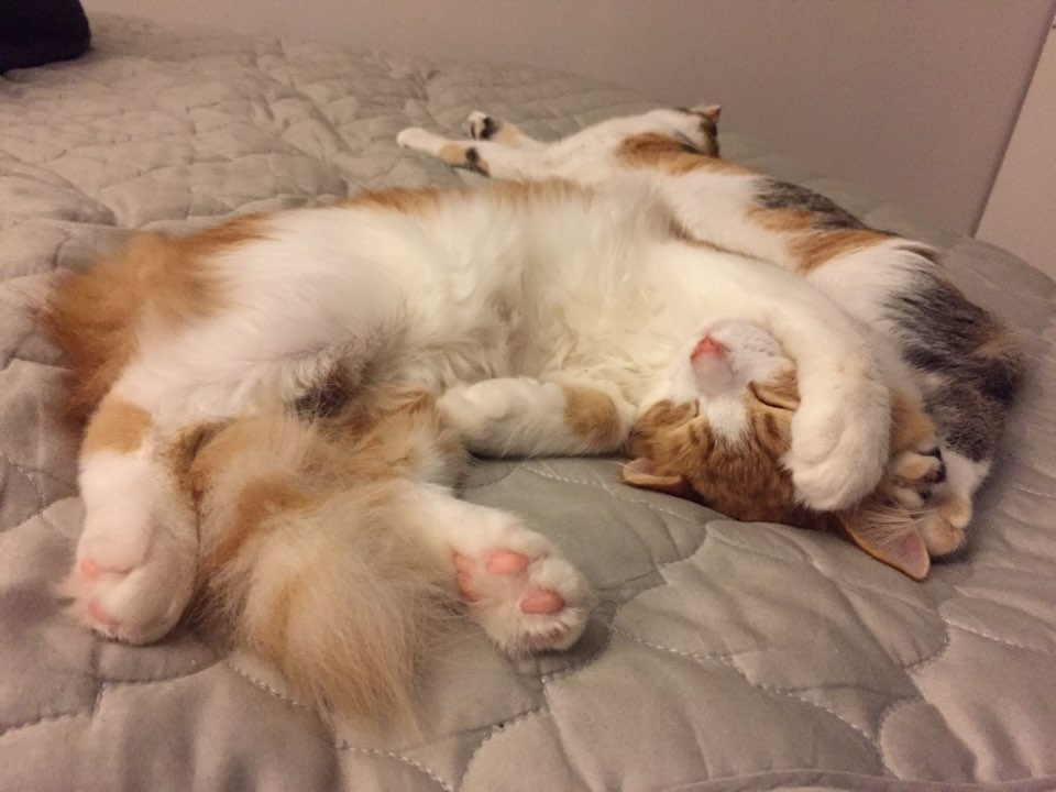 이지 자는 모습.jpg