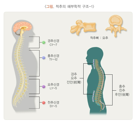 s01_R01_040_i01_척추의 해부학적 구조-1.jpg