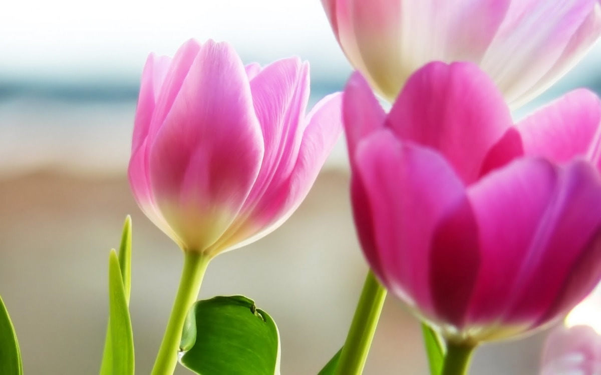 Beautiful Pink Tulips Flowers 3D Widescreen Hd wallpapers.jpg