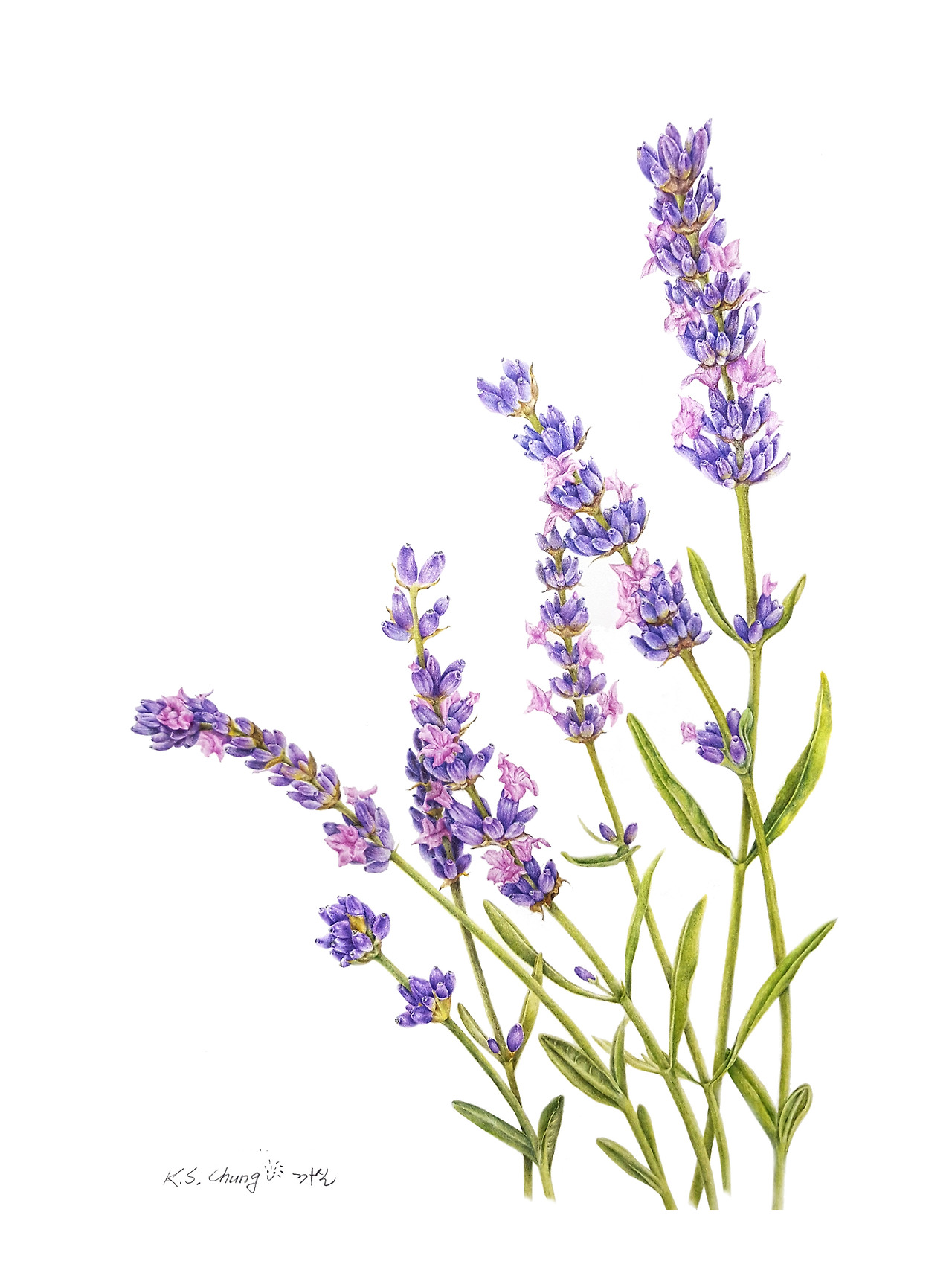 013_라벤더_20171227.jpg