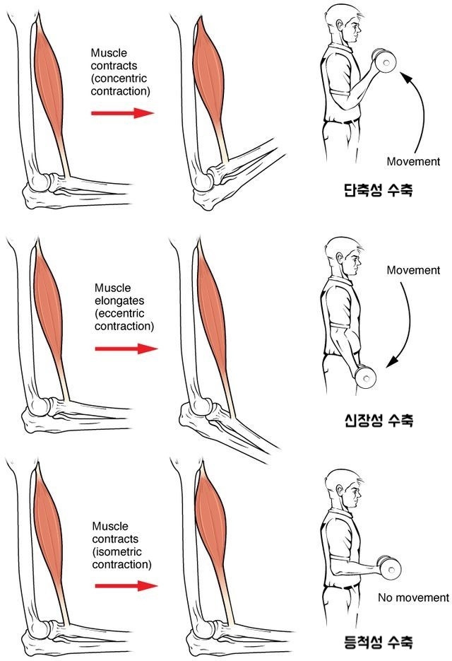 편식하지 않는 근육 운동2.jpg