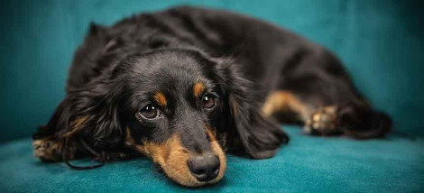 long-haired-mini-dachshund-black-tan.jpg