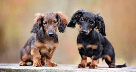 dachshund-puppies2.jpg