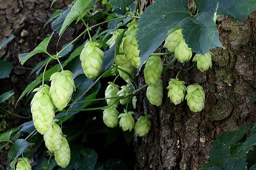 hop-cones-3634806__340.jpg