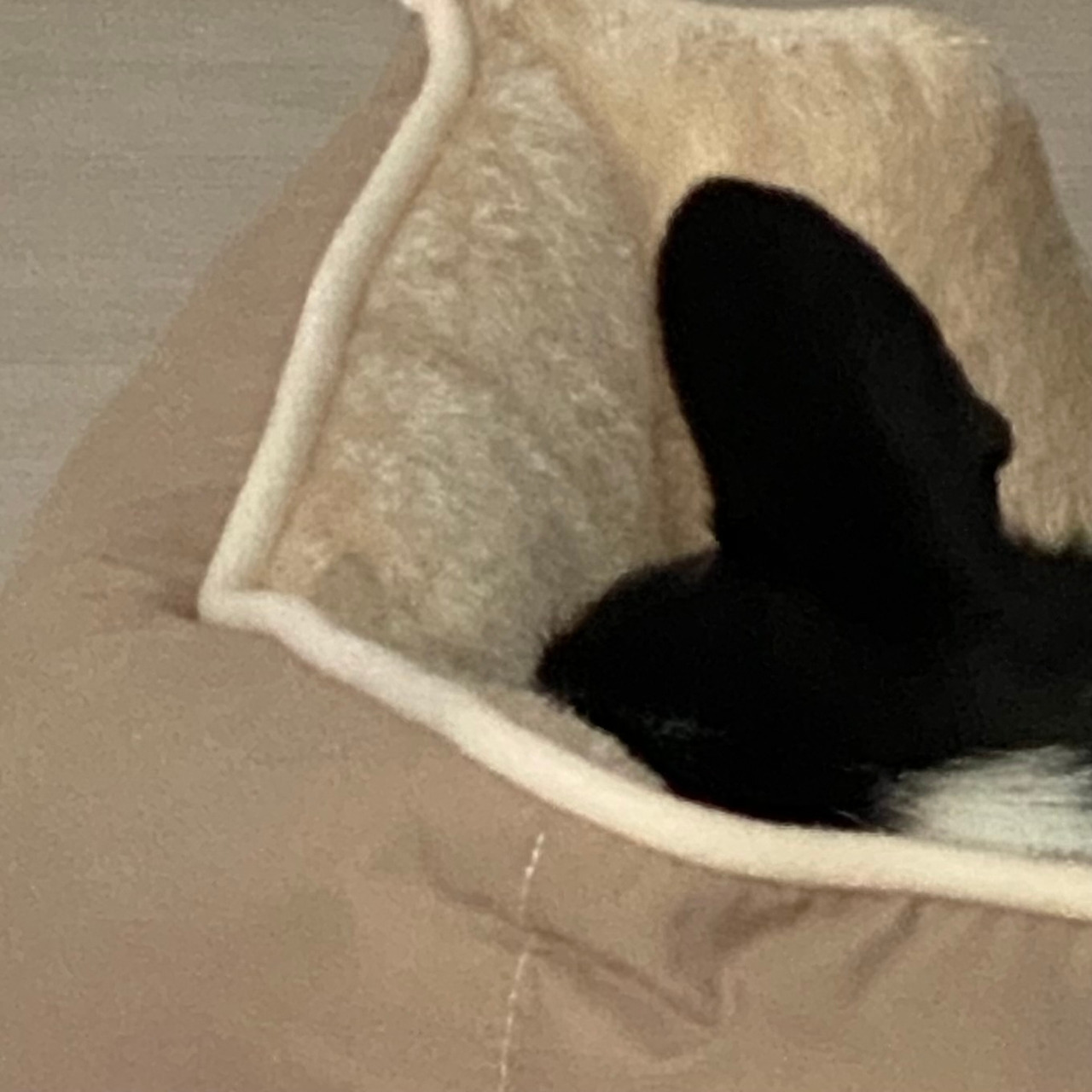 내 새끼, 장하다! 장해! 뒷 이야기 미키 사진.jpg