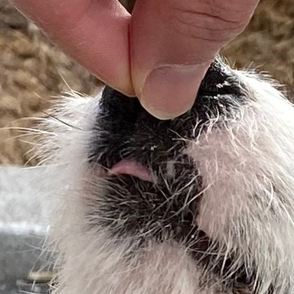 내 새끼, 장하다! 장해! 미키 사진.jpg