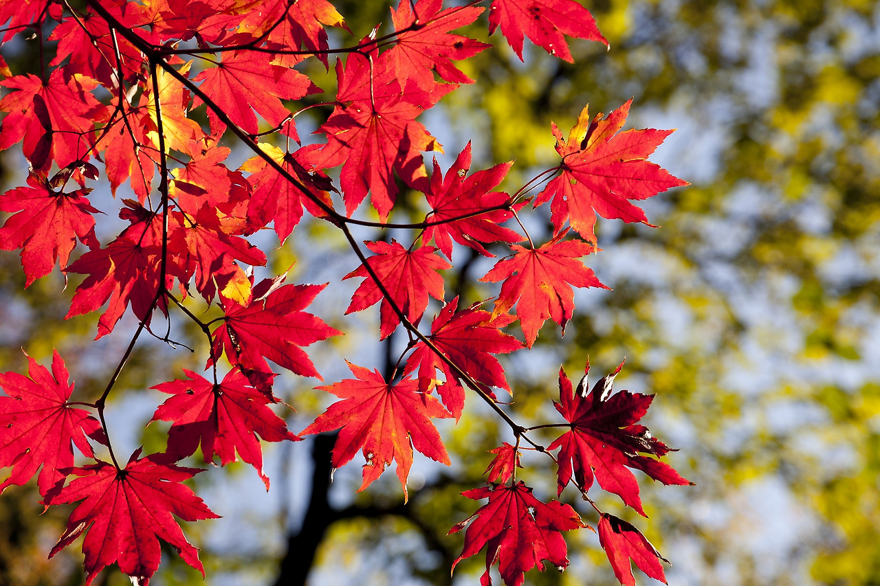 autumn-leaves-2789234_1920.jpg
