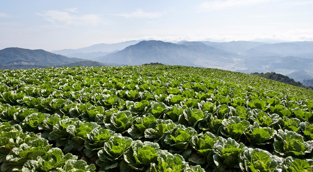 배추밭_cm26003841_l.jpg