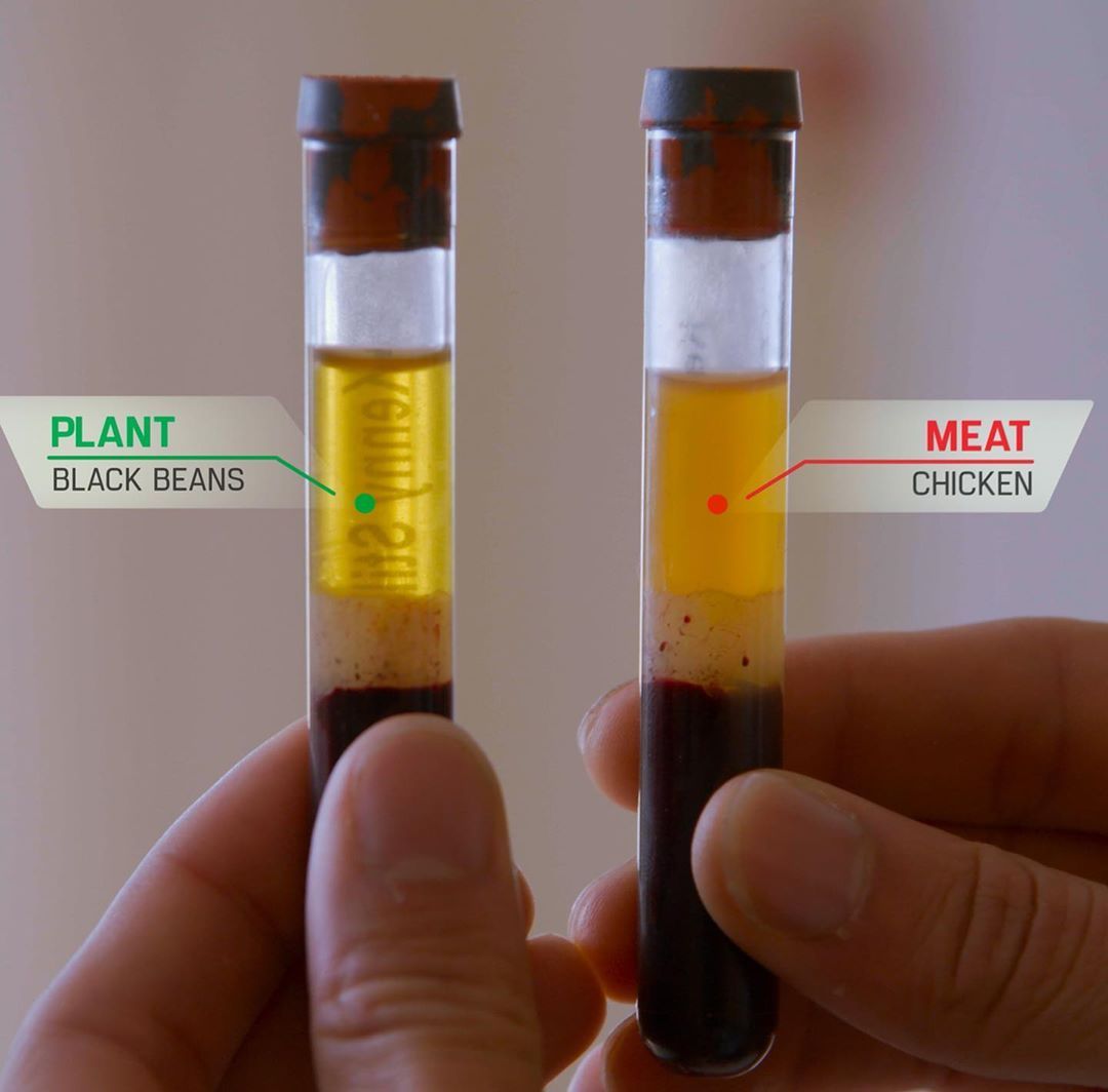 역사 속 채식인_혈액비교.jpg