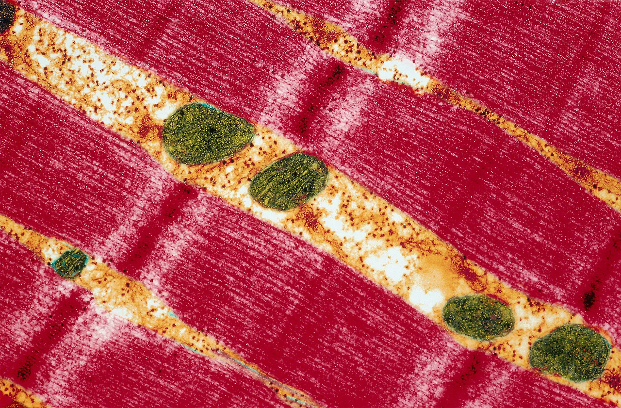 미토콘드리아와 함께_근육.jpg